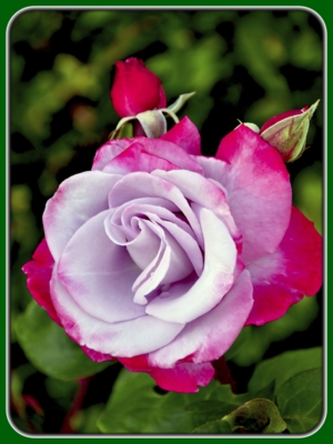 Single Purple pink Rose