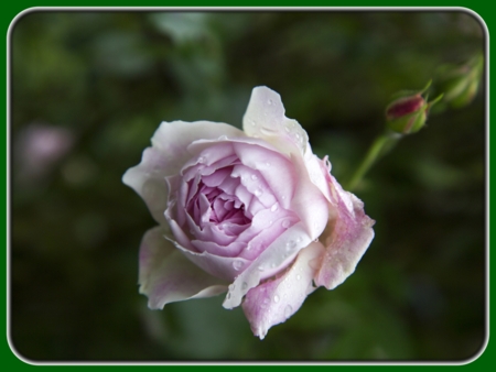 Single Purple-white Rose