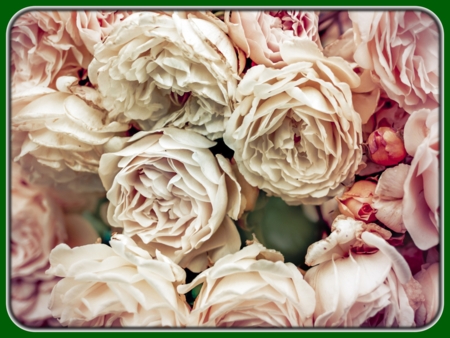 Vintage White and Pink Bunch of Roses