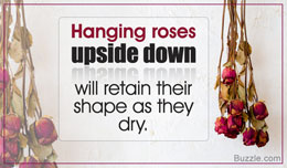 Tip to preserve roses