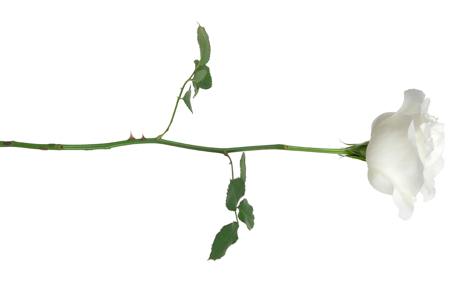 Rose stem