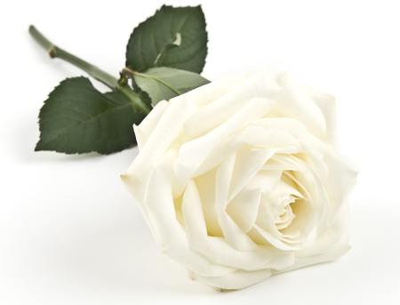 White rose