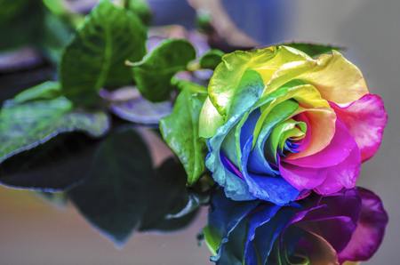 Rainbow rose