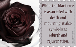 Black rose meaning