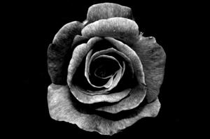 black rose