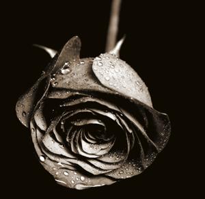 black rose