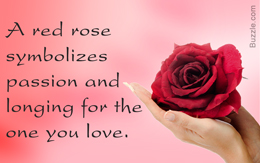 Red rose symbolism