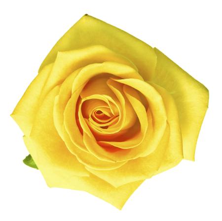 yellow rose