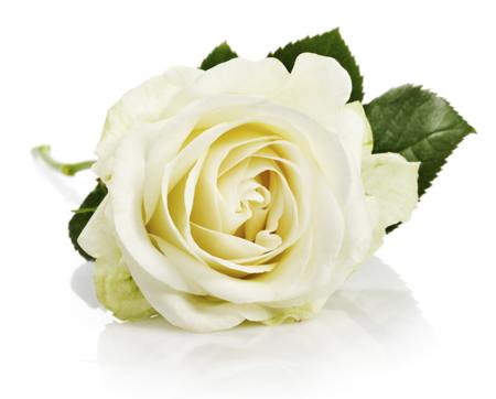 white rose