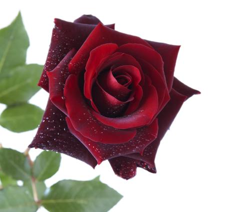 dark red rose