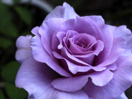 lavender rose