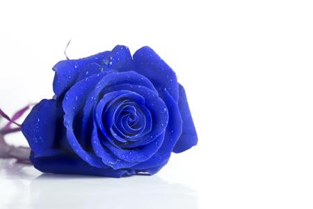 blue rose