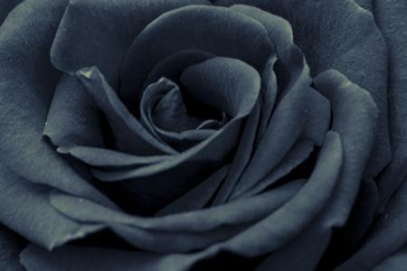 black rose