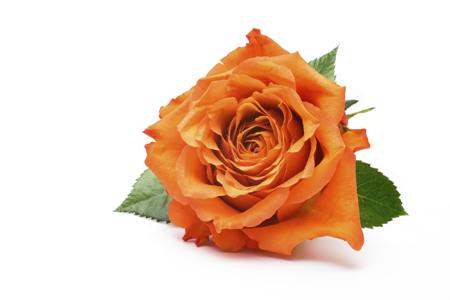 orange rose