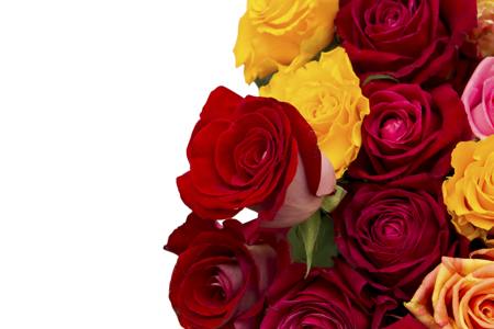 yellow, red roses