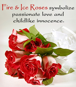 Fire and ice roses symbolism