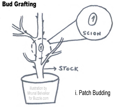 patch bud grafting