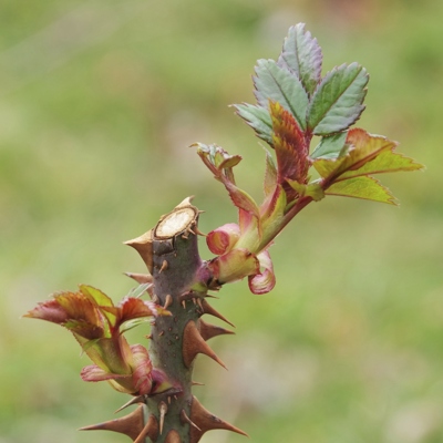 new-rose-budding