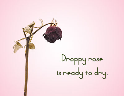 Droppy Red Rose