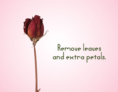 Remove Leaves and Petals of Red Rose