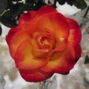 Hybrid Tea Rose