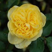 Floribunda Rose