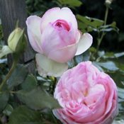 Climber Rose