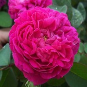 Damask Rose