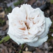 Old Tea Rose