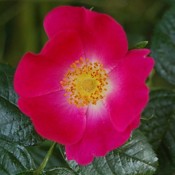 Dog Rose