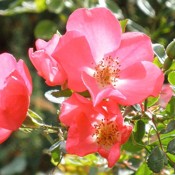 Gallica Rose