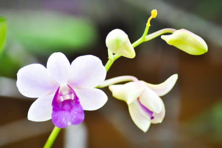 Dendrobium Orchid