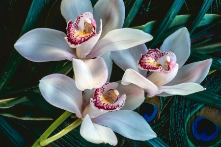 Cymbidium Orchid