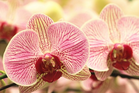 Moth Orchid