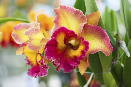 Cattleya Orchid