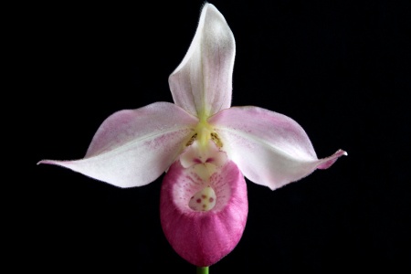 White Slipper Orchid