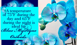 Blue Mystique orchids care tips