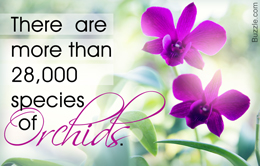 Fact about orchids
