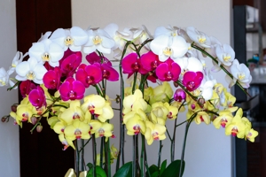 phalaenopsis orchid