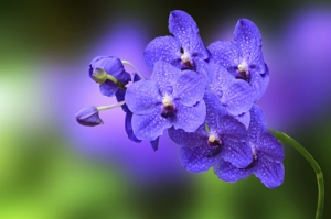 Purple Orchid Vanda Sansai