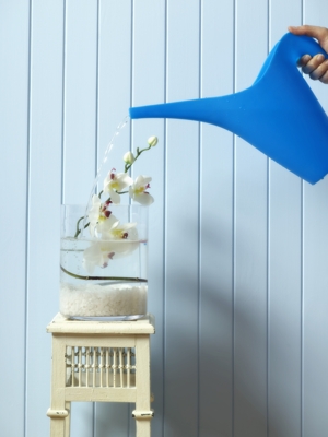 watering orchid plant