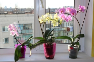 orchids plants on window