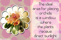 Orchids care and maintenance