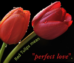Red tulips stand for eternal love
