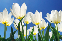 White Tulip