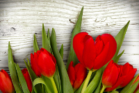 Red Tulip