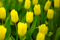 Yellow Tulip