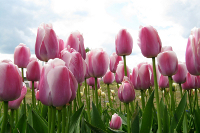 Pink Tulip