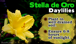 How to Care for Stella de Oro Daylilies