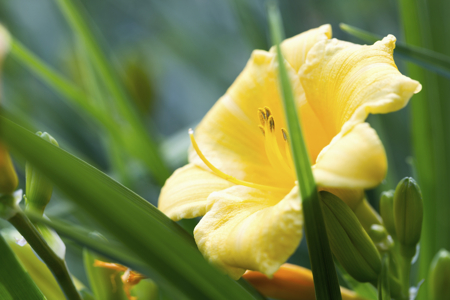 Yellow daylily